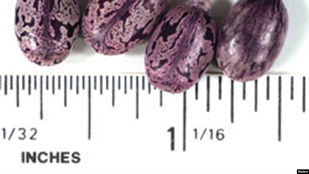 Castor beans are used to produce the deadly poison ricin.