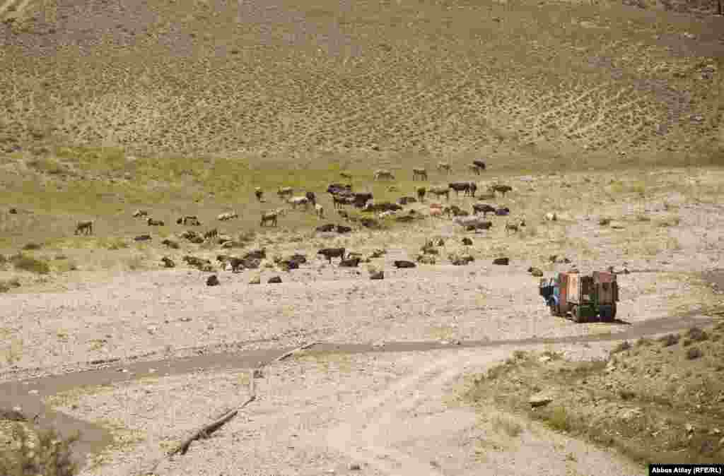 Payız meşəsinin bir hissəsi ətraf kəndlərin mal-qara, qoyun-quzuları üçün həm də otlaq yeridir. Bu kəndlərin heyvanları səhərdən axşama kimi burada otarılır.