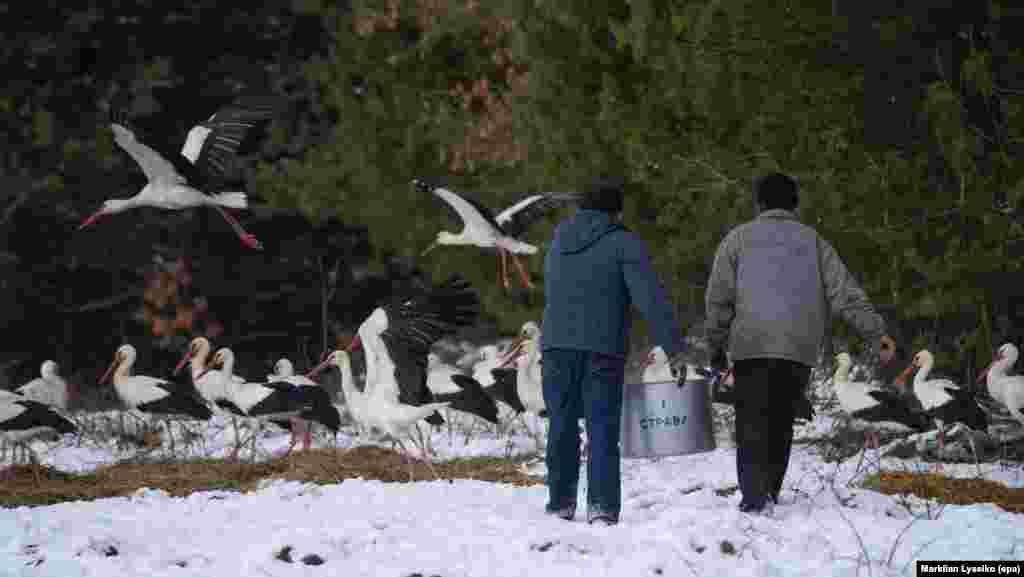 Місцеві жителі несуть їжу для годування диких лелек на околиці села Вербляни Львівської області, 21 березня 2018 року. Понад 200 лелек повернулися до цієї місцевості після зимівлі і стикнулися з зимовою погодою із сильним морозом до мінус 15 градусів за Цельсієм, снігопадами та вітром. Місцеві жителі допомагають вижити птахам теплою їжею для них. НА ЦЮ Ж ТЕМУ