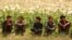 Afghan children sitting next to a poppy field in Argo district of Badakhshan Province on June 6.