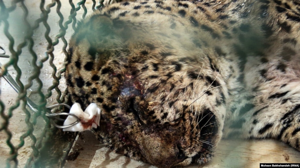 عکس آرشیوی است