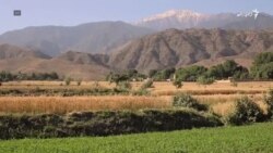 وچکالۍ په افغانستان کې د غنمو حاصلات کم کړي دي
