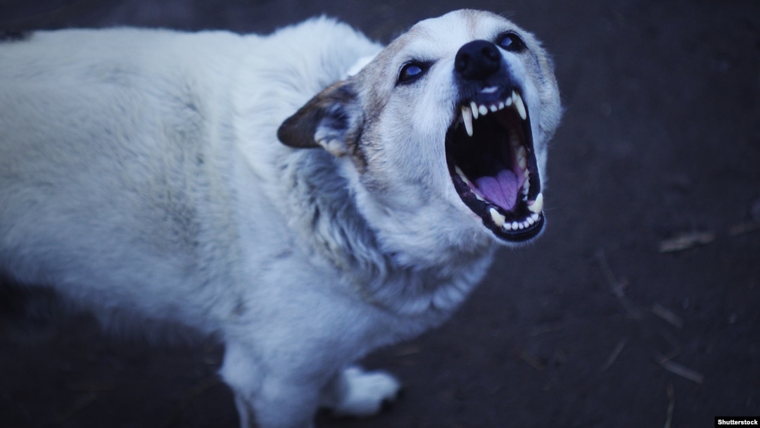 Mushukning quturishi, bachadonning quturishi Mushukning quturishi, bachadonning quturishi