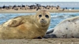 Once numbering over 1 million in the early 20th century, the population of Caspian seals is estimated to have dwindled to between 70,000 and 300,000. 