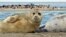 Once numbering over 1 million in the early 20th century, the population of Caspian seals is estimated to have dwindled to between 70,000 and 300,000. 