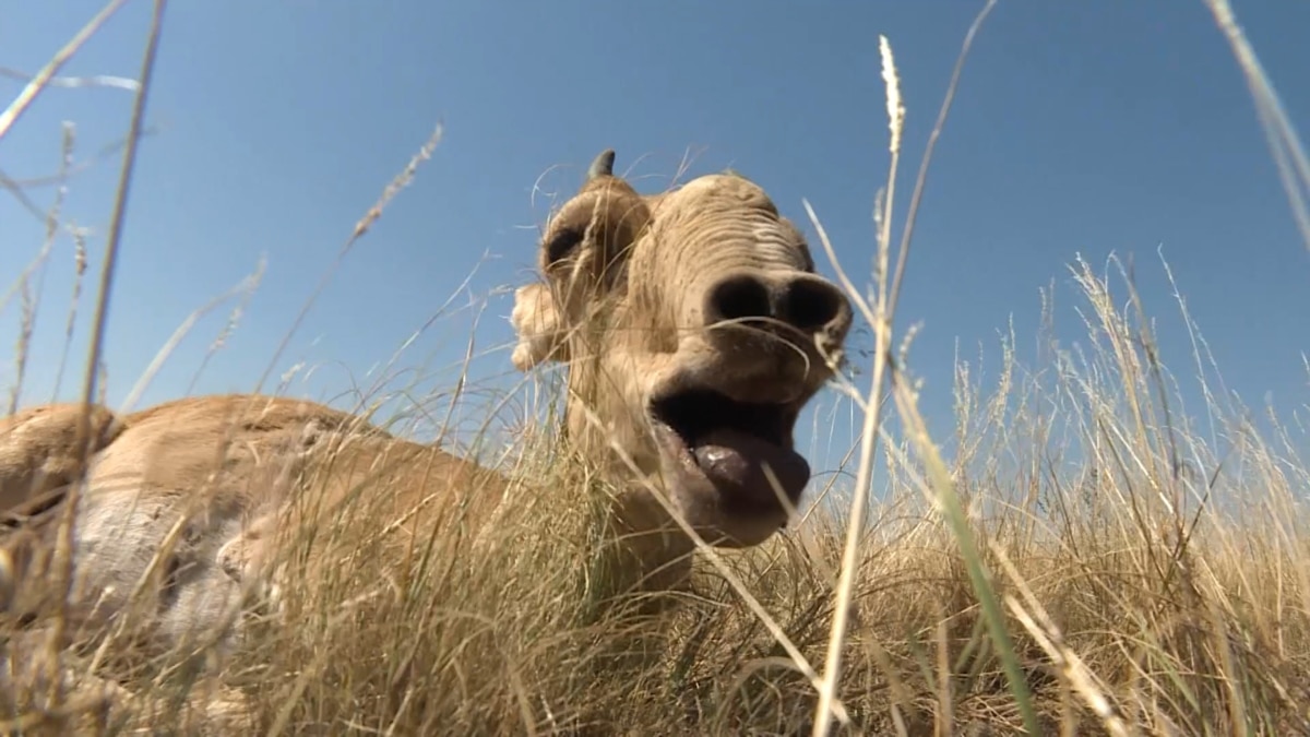 A Dangerous Road For Kazakhstan's Saiga Antelope