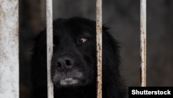 A black dog looks out of the cage with a sad look. A stray dog is locked in an aviary. A shelter for homeless animals. Russia. The animal is behind bars.