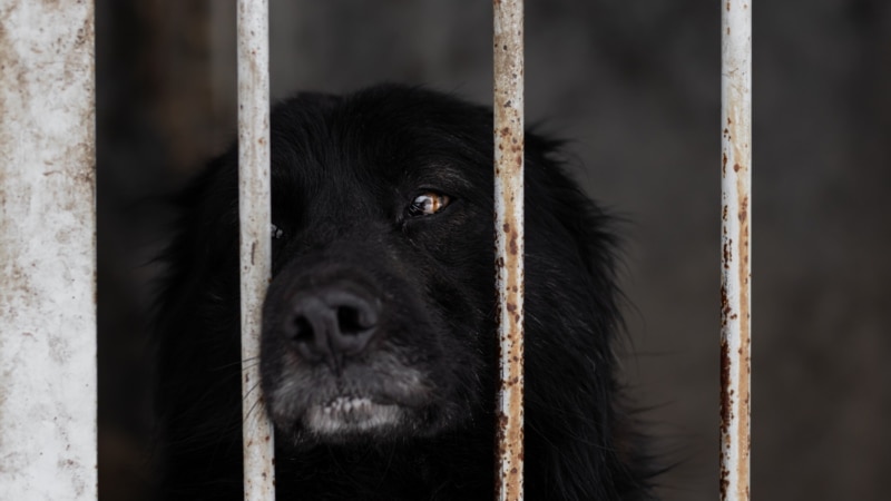 Под Астраханью найдены десятки изувеченных трупов собак