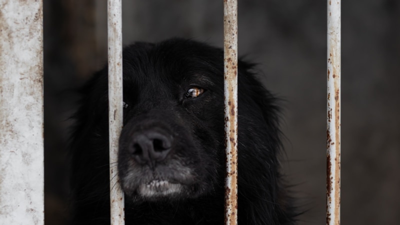 В Ульяновской области 9 человек заразились бешенством от укусов бродячей собаки