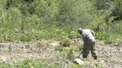 «Վուրգավանի ջերմ արևը այստեղ չկա». Քաշաթաղից Գորիս տեղափոխված դպրոցի տնօրենը հիմա ֆերմեր է