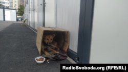 Пес, який живе в модульному містечку для переселенців у Львові