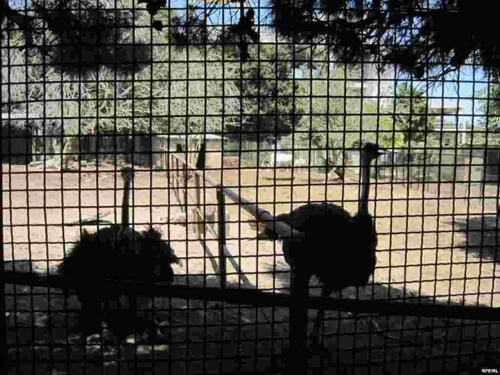 Zoopark "əhli" və yay istiləri #17