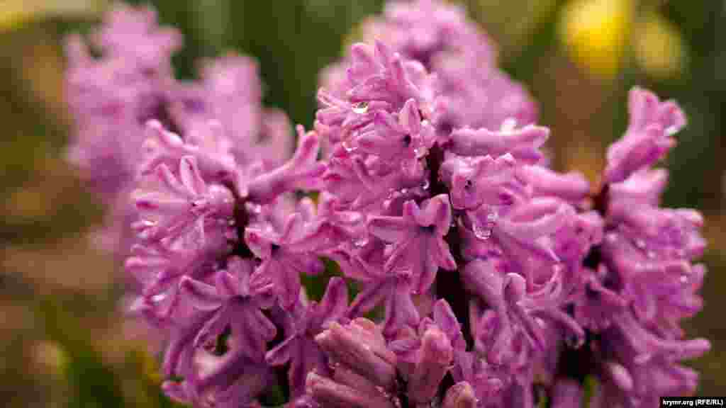 Crimea – Hyocinths bloomed in the University Botanical Garden in Simferopol, 4Apr2021