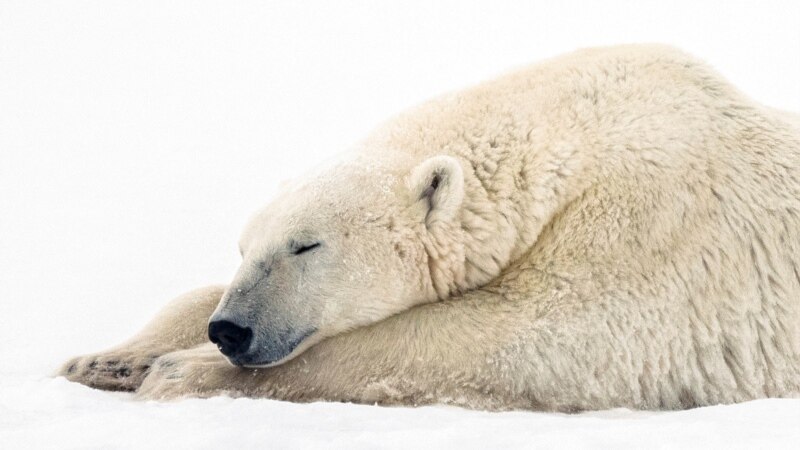 Умер белый медведь Том, в конце марта перевезенный в Алматы из Праги