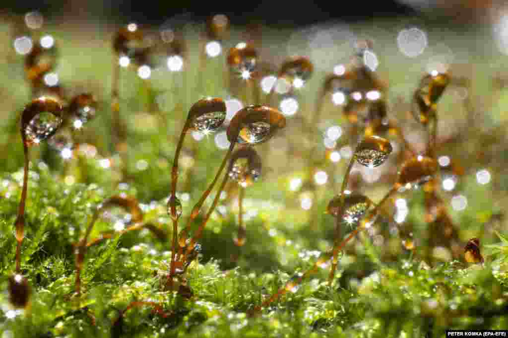Drops of water hanging on moss sparkle in sunlight in a field near Salgotarjan, Hungary.
