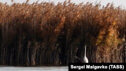 CRIMEA, UKRAINE - NOVEMBER 14, 2021: A heron on Lake Sasyk-Sivash (also known as Sasyk Lagoon) near the town of Yevpatoria, in western Crimea, in autumn.