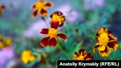 «Заморозки на ґрунті ще затримаються, проте вже з середи стане інтенсивніше теплішати, і вночі, і вдень» – Діденко