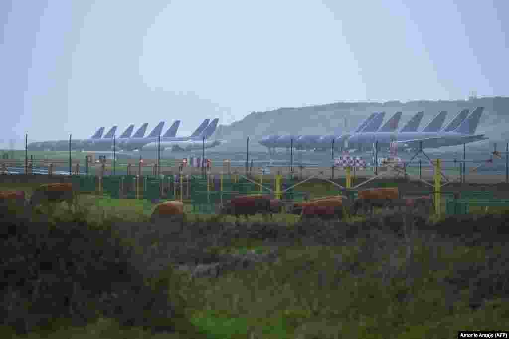 Stoka pase ispred reda tankera američkog vazduhoplovstva koji se koriste za dopunjavanje goriva u vazduhu.Fotografija je snimljena 23. februara u vazduhoplovnoj bazi Laješ na Azorskom arhipelagu, kojim upravlja Portugal.