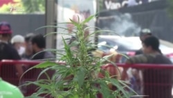 Мексика кара куурайды колдонууга жол ачат