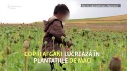 Copiii afgani care lucrează în câmpurile de mac