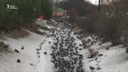 Тысячи уток оккупировали Петергоф