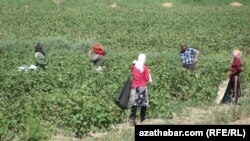 Türkmenistanyň hökümeti pagta önümçiliginde mejbury zähmetden peýdalanmakda adam hukuklaryny goraýjy halkara guramalar tarapyndan yzygiderli tankyt edilýär.