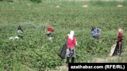 В Туркменистане широко практикуется ручной сбор хлопка (фото из архива) 