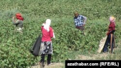 Turkmenistan -- Cotton picking season continues in Lebap province. September 10, 2014.