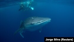 منابع زیستی دریاهای آزاد به دلیل ماهیگیری تجاری، استخراج معادن و آلودگی ناشی از مواد شیمیایی و پلاستیکی در معرض خطر قرار گرفته است