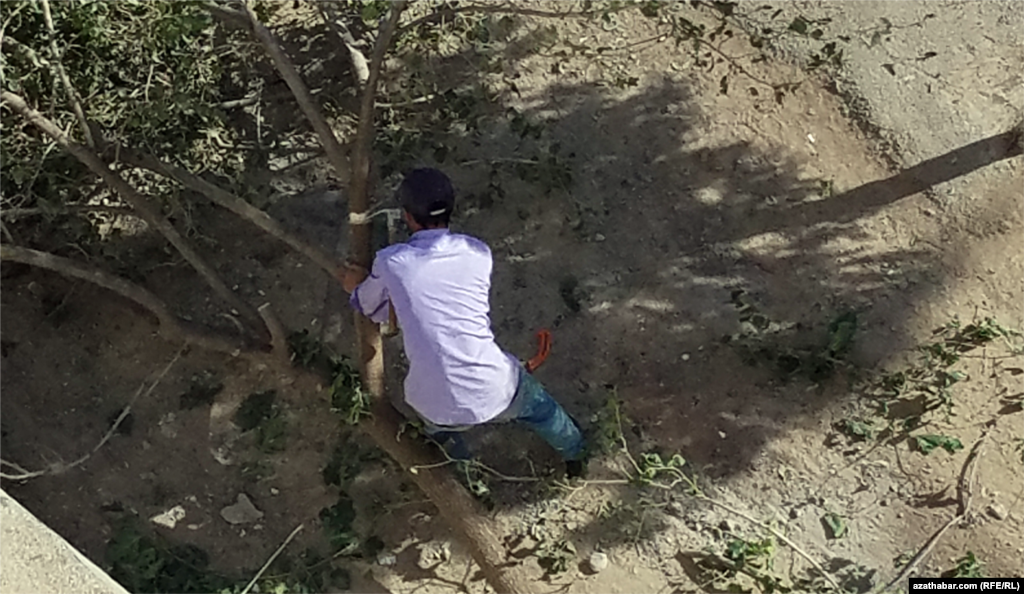 Рубить тенистые деревья стало обычным делом в Ашхабаде
