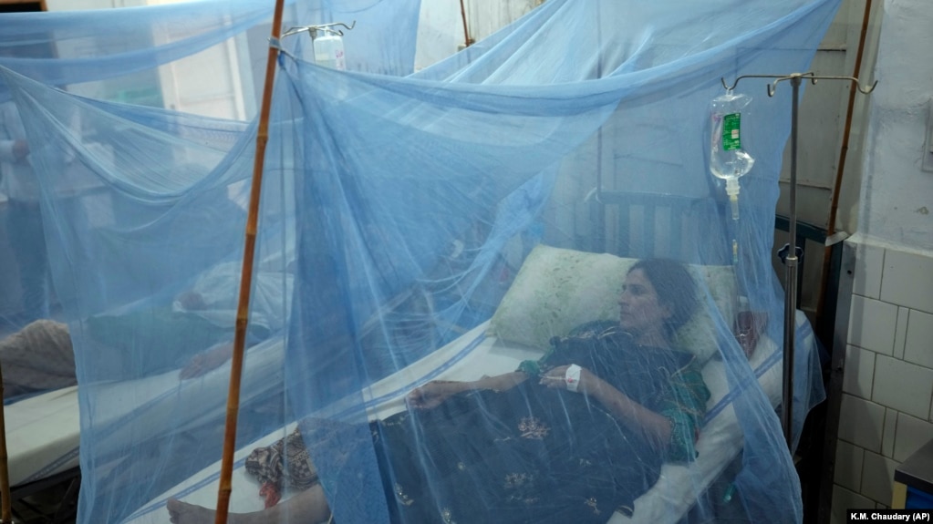 یک زن مبتلا به تب دِنگی در بیمارستانی در لاهور، پاکستان، در بخش ایزوله تحت درمان قرار گرفته‌ است