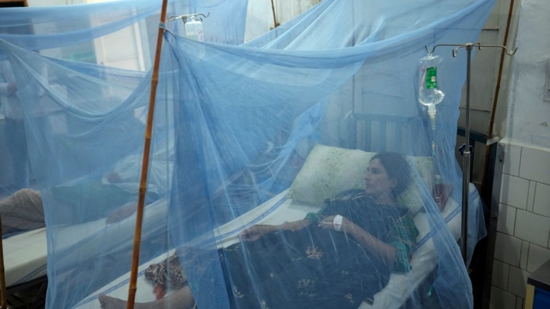 افزایش بیماران مبتلا به تب دِنگی در ایران به بیش از ۱۲۰ نفر