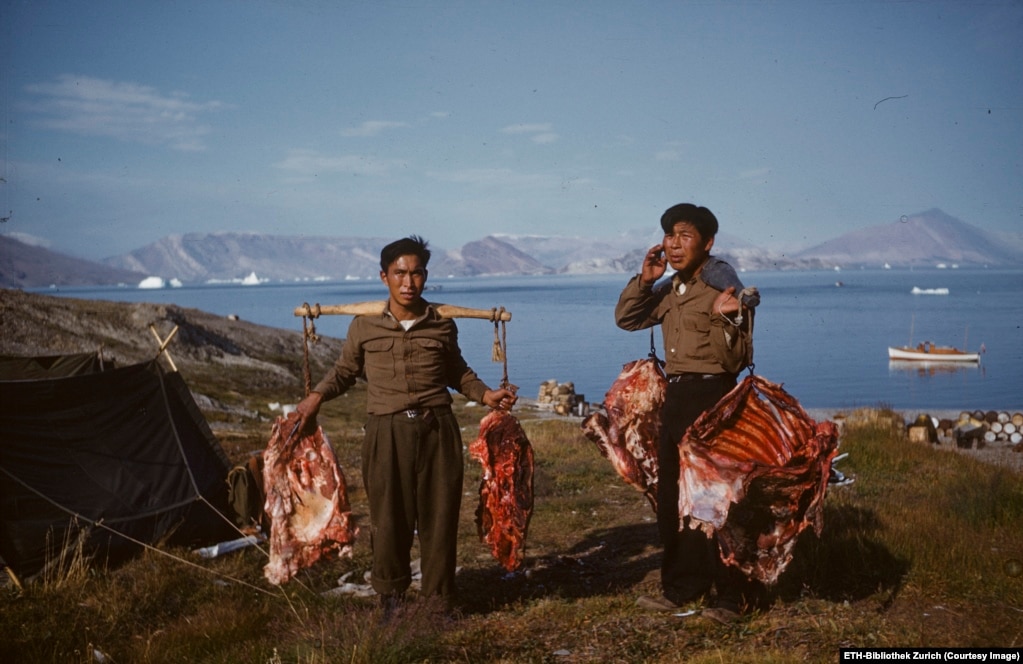 Burrat në Grenlandë në vitet 1950.