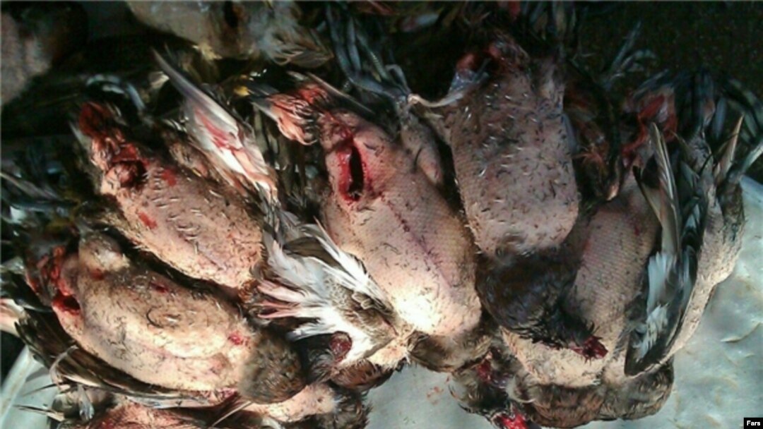 خبرگزاری فارس از شکار بی‌رویه پرندگان مهاجر در آب‌های هورالعظیم خبر داده است