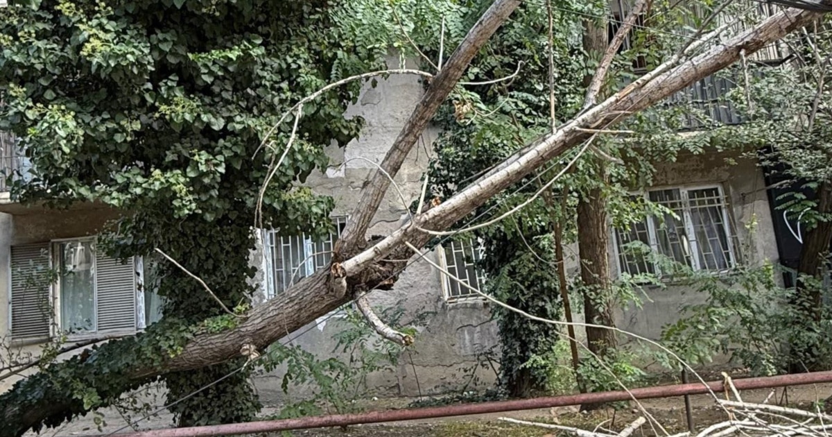 ქარმა თბილისში ხეები წააქცია