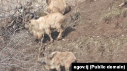 Акс аз сомонаи Кумитаи ҳифзи муҳити зист