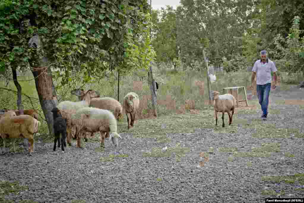 Bu axşam atışma bir az səngiyib. Famil Bağırov gözünün acısını ala bilib. Odur ki, səhər açılan kimi yenə iş başına.