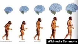 Homo sapiens же акыл-эстүү адамдын башатынын табышмагы дале толук жандырыла элек.