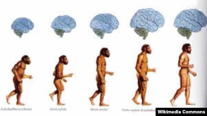 Mening kelinim hamma porno bilan becerdin edi