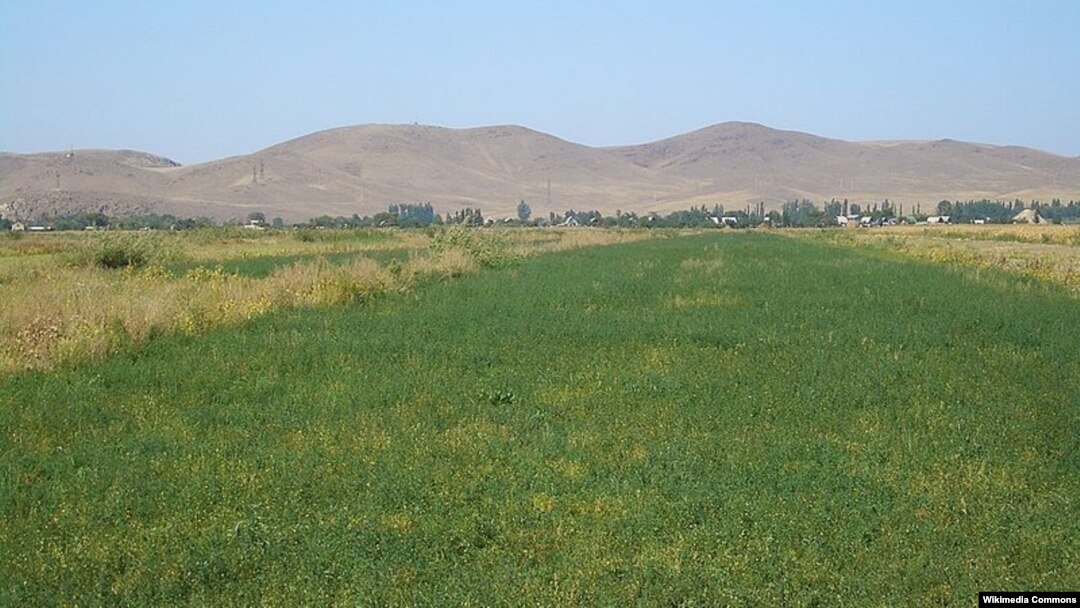 Irrigated fields in Zhambyl Province's Chui River Valley