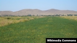 Irrigated fields in Zhambyl Province's Chui River Valley