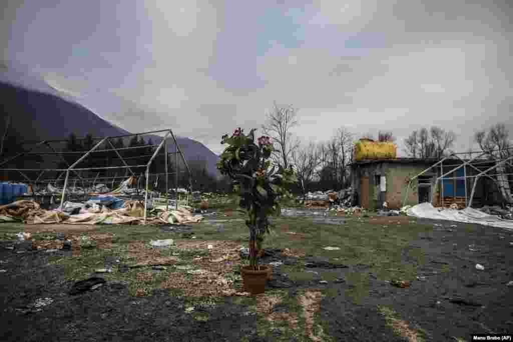 Ostaci kampa Vučjak. Iako je kamp raspušten, a stanovnici prebačeni u druge dijelove Bosne i Hercegovine, neki su se vratili u Bihać zbog blizine EU granice. n this picture taken Wednesday Dec. 11, 2019, a plant sits in the middle of a makeshift refugee camp cleared and destroyed earlier by Bosnian police near the village of Vucjak in the outskirts of Bihac, northwestern Bosnia. Bosnia&#39;s notorious Vucjak camp may have closed down after an international outcry, but the plight of migrants stranded in the country while trying to reach Western Europe is far from over. After the camp was flattened in December, its residents have been transferred to other parts of Bosnia. But some have returned to Bihac because it is near the European Union member state Croatia.(AP Photo/Manu Brabo)