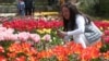 Парад тюльпанів в Нікітському ботанічному саду. Селище Нікіта, що в межах Великої Ялти. Окупований Росією Крим. 2021 рік