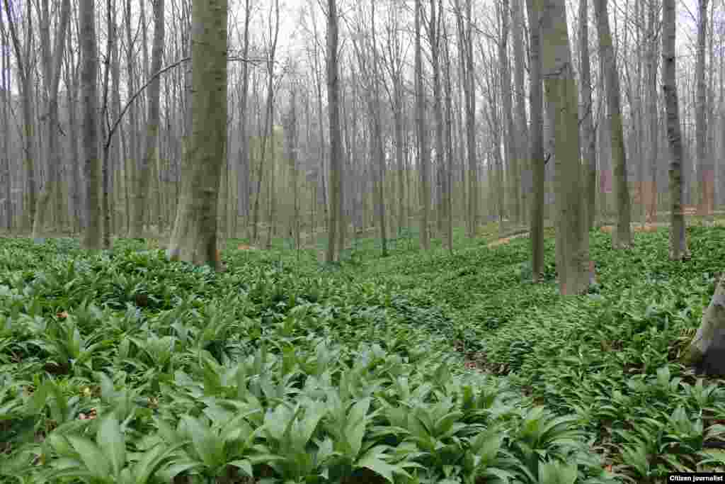 Хьонка. Алиев Идрисан сурт.