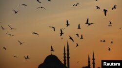 Стамбул 29 ноября 2012