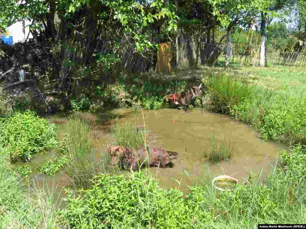 Fotografije: Ankica Barbir Mladinović i arhiv Eko sela Blatu&scaron;a