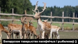 Эўрапейскія лані