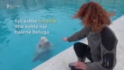 E shesin balenën për të shpëtuar kafshë të tjera