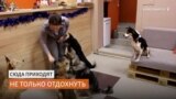Первое в России кафе откуда можно забрать собаку