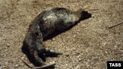 For years, seals have suffered from overhunting and industrial pollution in the Caspian Sea. (file photo)